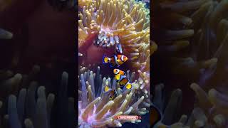 Focus on clownfish playfully darting in and out of an anemone [upl. by Keil441]