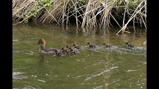 Hooded Mergansers 2020 [upl. by Cataldo]