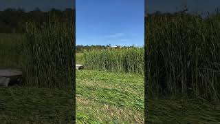 AGRICULTEURS  UN TRACTEUR FENDT 722 AVEC UNE FAUCHEUSE 7m50 🚜SORGHO fendtagricultrices [upl. by Lidstone914]