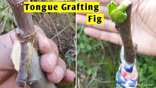 Tongue Grafting Fig Success 🙌 [upl. by Tess]