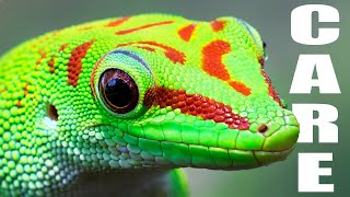 Giant Day Gecko Care Guide  Housing Feeding amp Tips [upl. by Yelraf109]