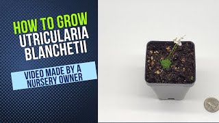 How to Grow and Propagate Utricularia Blanchetii Carnivorous Plant Grow Guide [upl. by Mellman829]