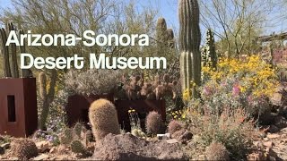 ARIZONASONORA DESERT MUSEUM [upl. by Mcmaster926]