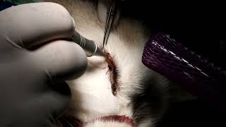 Eyelid Tumor Vaporization  Veterinary Laser Surgery [upl. by Cornia491]