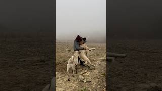 SİSLİ HAVADA YAVRULARLA ARAMDAKİ BAĞI GÜÇLENDİRİYORUM köpek kangal sivaskangalı dog [upl. by Aihsikal]