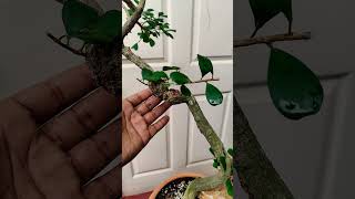 Ficus Triangularis trybonsai bonsaistyling tropicalbonsai bonsaijourney [upl. by Wehner]