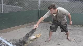 Alligator and King Cobra handling [upl. by Einra]