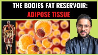 Science of Obesity  Adipose Tissue The Bodies Fat Reservoir Pt I [upl. by Dorene]