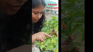 Tabasco pepper మీరెమంటారు ఈ మిర్చిని Hot pepper Bird pepper organic gardening terrace garden [upl. by Assenev]