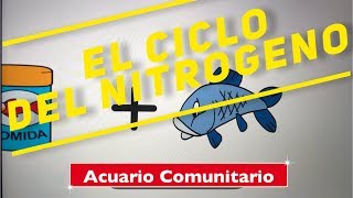 El ciclo del nitrogeno en un acuario [upl. by Akimad]