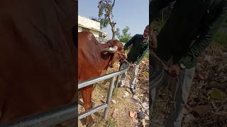 Vitamin Injection in Cow cow animals shorts [upl. by Gunas810]