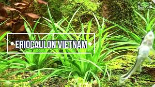 Eriocaulon vietnam cuidados [upl. by Teteak148]