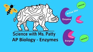 Enzymes  AP Biology Unit 3 [upl. by Lairret]