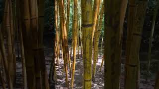 I walk across a bamboo land bamboo somewhere [upl. by Blakeley]