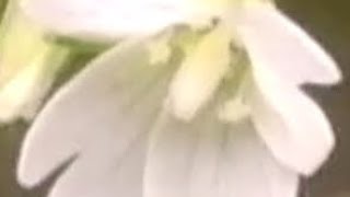 Turion forms related to flower colour in American Willowherb epilobium [upl. by Grubb]