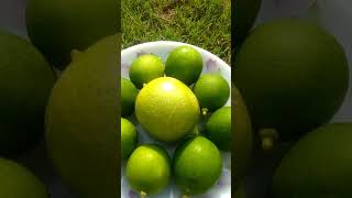 Straight from my garden freshly picked lemons are now ready for home made pickle😀🍋music gardening [upl. by Esilehs837]