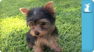 Yorkie Puppies First Time on Grass  Puppy Love [upl. by Naelcm]