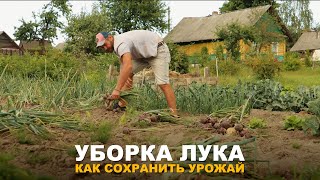 НЕВИДАННЫЙ УРОЖАЙ ЛУКА Как убирать и хранить урожай лука [upl. by Javed565]