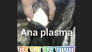 treatment of Anaplasma in cow amp buffalo treatment of jaundice treatment of theleriosi treatment o [upl. by Dnalhsa43]