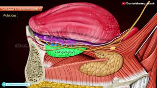 Sublingual Glands Gross Anatomy Animation [upl. by Isbella]