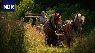 Bullerbü in Mecklenburg  die nordstory  NDR Doku [upl. by Obed]