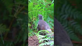 Lyrebird mimicking other birds bird nature [upl. by Nahij]