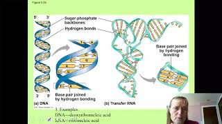 Chapter 5 Nucleic Acids [upl. by Drarrej522]