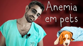 Tudo sobre ANEMIA em cães e gatos  Dica Veterinária 64 [upl. by Lerual714]