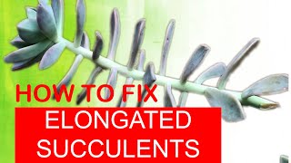 HOW TO FIX ELONGATED SUCCULENTS  Secrets to Fast PropagationASMR [upl. by Eihpos]