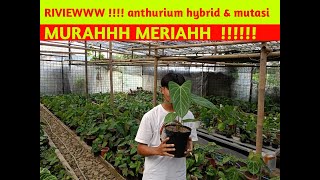 PERDANA REVIEW LAPAK ANTHURIUM DI CI APUS BOGOR ❗❓ KOLEKSI ANTHURIUM HARGA MURCE [upl. by Nwahser]