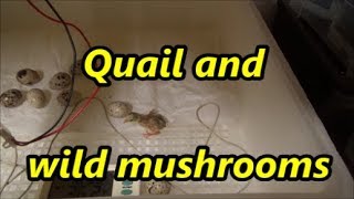 Quails hatching and wild mushrooms 26 09 18 [upl. by Ordep256]