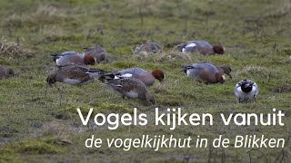 Vogels kijken in de Blikken bij Groede 1181 [upl. by Irabaj]