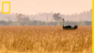 Lautruche bipède le plus rapide au monde [upl. by Rosina341]