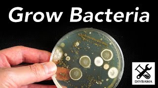 How to Grow Bacteria [upl. by Olotrab]