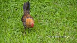 Serama bantams young rooster and hens [upl. by Enelehs]