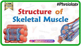 Structure of a skeletal muscle  Muscle Physiology Animations  USMLE videos [upl. by Louie]