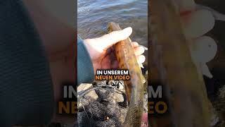 Geheimtipp für Zander im Kanal Jigspinner richtig führen fishing raubfischangeln fish angeln [upl. by Oijimer]