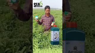 Guntur chilli farmer explaining his opinion about AGFORT and AGROGAIN [upl. by Kelam]