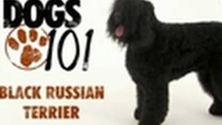 Dogs 101  Black Russian Terrier [upl. by Enneillij724]