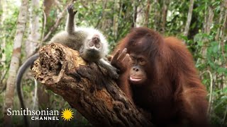 A Cute Orangutan amp Macaque Form a Unique Friendship 🙃 Orangutan Jungle School  Smithsonian Channel [upl. by Notniuq]