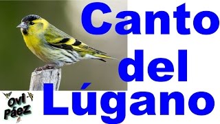 CD Canto del lugano  carduelis spinus  chant tarin des aulnes [upl. by Eigla]