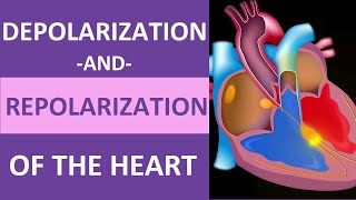 Depolarization and Repolarization of Heart Action Potential Atrial amp Ventricular Animation [upl. by Nosille413]