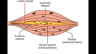 Two Minutes of Anatomy Muscle Spindle [upl. by Triley]