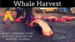 Barrow Alaska  Whaling Season Fall 2016 [upl. by Herrick]