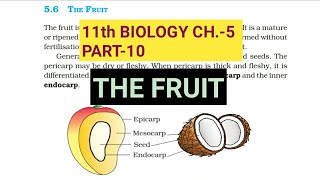 Class 11 BiologyCh5 Part10The FRUITStudy with Farru [upl. by Olaf520]