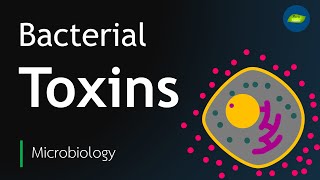 Bacterial Toxin  Exotoxin  Endotoxin  Microbiology  Basic Science Series [upl. by Salomie]