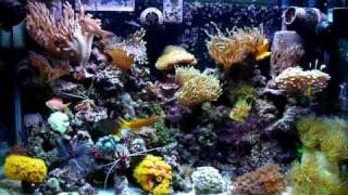 30 Gallon Reef Tank [upl. by Sabino831]