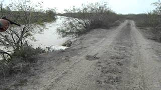 BIG rattle snake in south texas [upl. by Atrim]