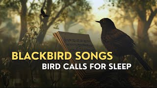 Calming blackbird chirping  Blackbird songs  Blackbird call for meditation [upl. by Ahsenit]