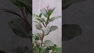 New home tips flowerplants greengarden astrology vastuupaye youtubeshorts [upl. by Nosyt]